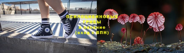 прущие грибы Бородино